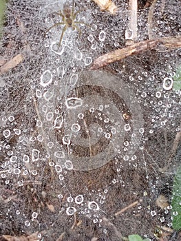 Spider webs filled with dew are great for backgrounds