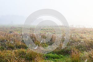 Spider webs in the grass