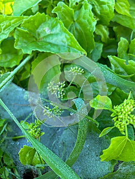 spider webs in the grass catching morning dew with fresh green plants in the fields