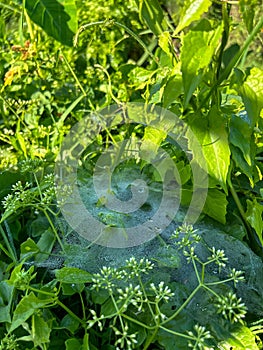 spider webs in the grass catching morning dew with fresh green plants in the fields