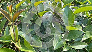 Spider webs on green leaves