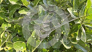 Spider webs on green leaves