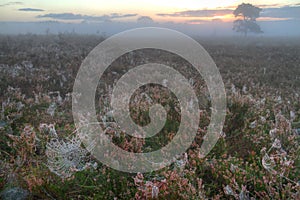 Spider webs on Heather