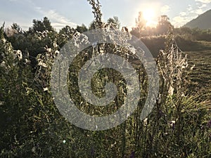 Spider webs and herbs on sunrise