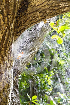 Spider Webs, La Digue, Seychelles