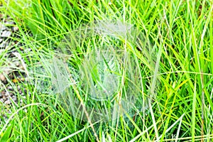 Spider webs on leaves of grass.