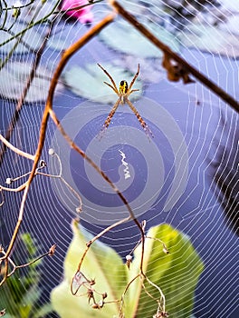 Spider webs look beautiful when photographed from the edge of the pool