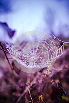 Spider webs in he morning