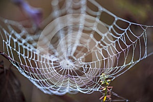 Spider webs on the morning