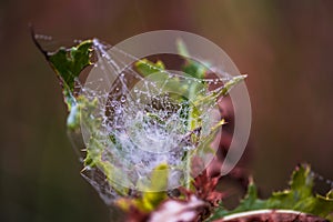 Spider webs on the morning