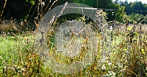 Spider webs with morning dew