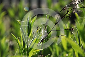 Spider webs in morning dew light