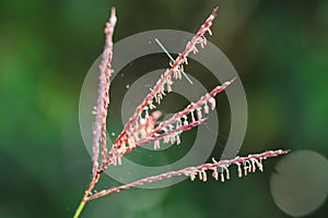 Spider webs are on natural pollen, hay in nature