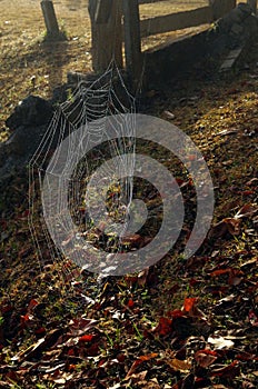 Spider webs in nature on a ground covered with dew and morning sunlight.