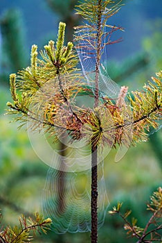 Spider webs on pine