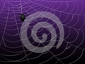 Spider Webs on Purple Background photo