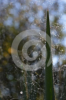 Spider webs and rain drops on the green leaves