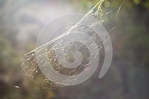 Spider webs reflect sunlight hang diagonally
