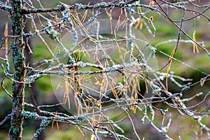 Spider webs in tree branches in the wild forest