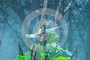 Spider webs on the trees at Sai Thong National Park.