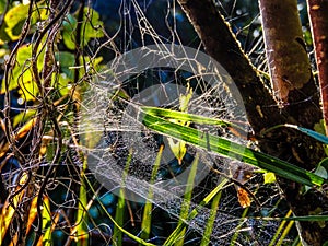 Spider webs among the trees. Waitikarie forests. New Zealand