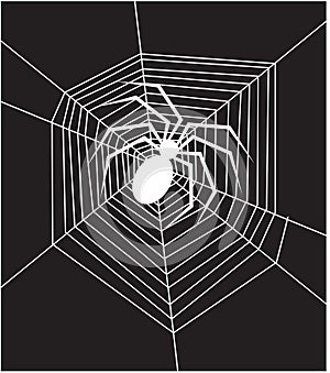 Spider and Webs Vector Illustration