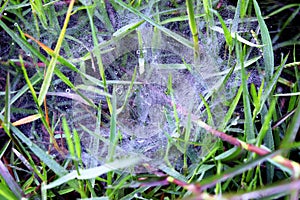 Spider webs with water drops on green grass in early morning