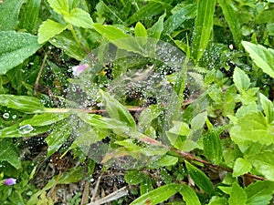 spider webs wet from rainwater