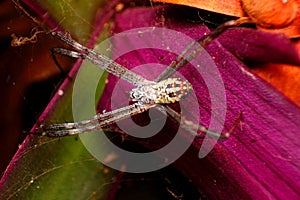 Spider on wet web