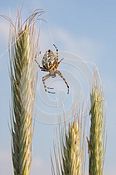 Spider on wheat