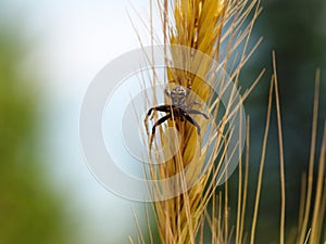 Spider on wheat spike