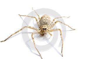 Spider on white background