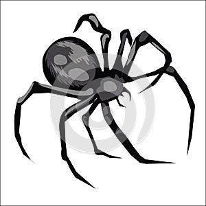 Spider on white background. Isolated illustration for sticker, print. Spider for tattoo. Cartoon illustration of tarantula. Vector