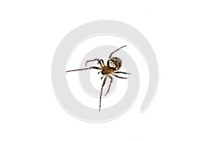 Spider on white background