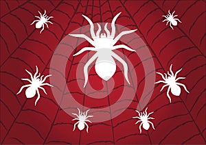 Spider white on Cobweb Red background. Vector illustration design