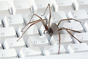 A spider on white computer keyboard