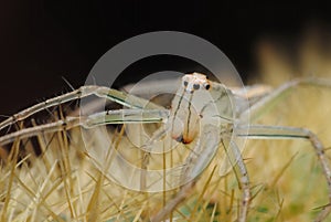 Spider White on thorn