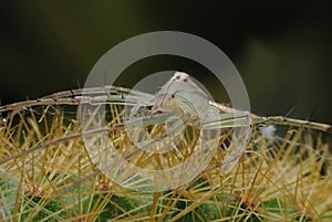 Spider White on thorn