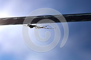 Spider on a Wire