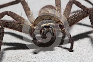 Spider wolf on the wall