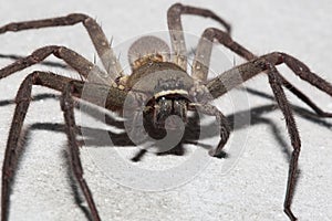 Spider wolf on the wall in home at thailand