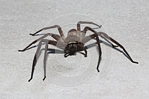 Spider wolf on the wall