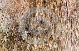 Spider on wood