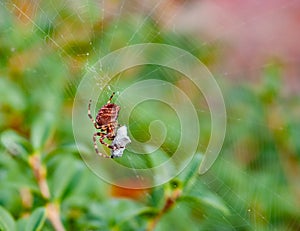 Spider working at spiderweb photo