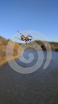 The spider wove a net over the river.