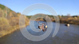The spider wove a net over the river.