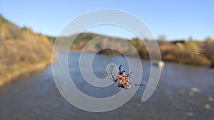 The spider wove a net over the river.