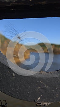 The spider wove a net over the river.