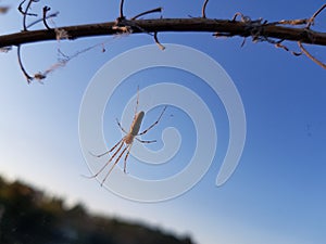 A spider weaved a web on a branch