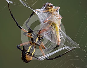 Spider wrapping hopper